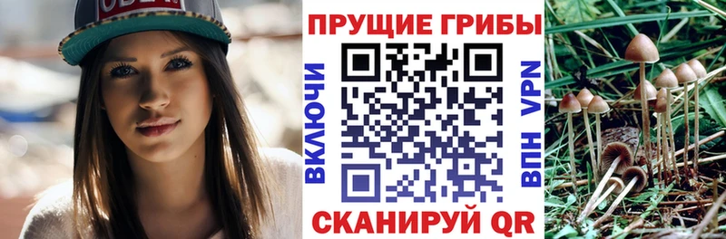 MEGA tor даркнет сайт Усть-Катав Псилоцибиновые грибы мицелий